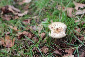 mushroom-grass-leaves-forest